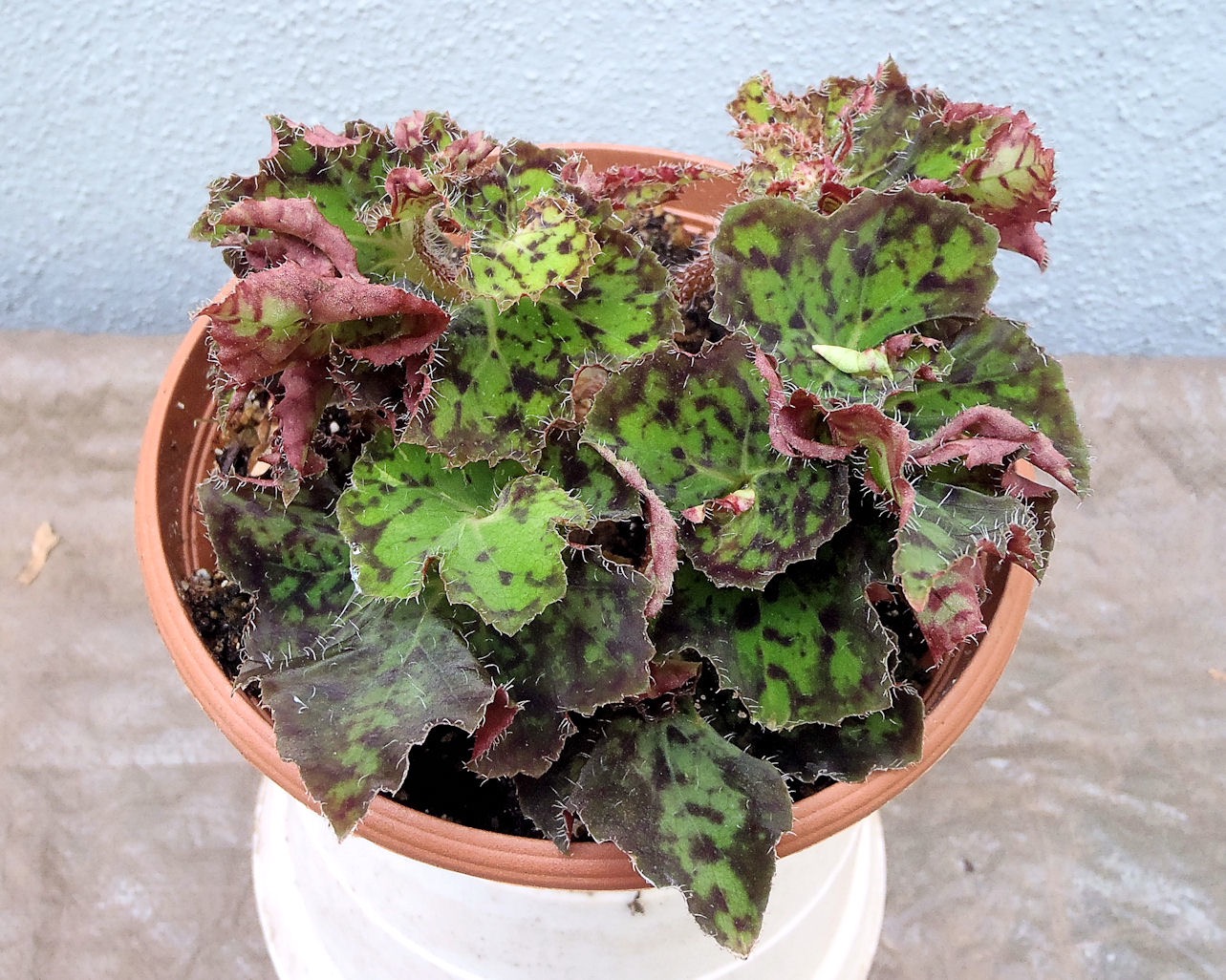 B. ‘Impromptu’